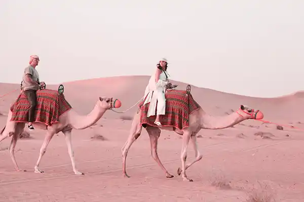 Camel ride