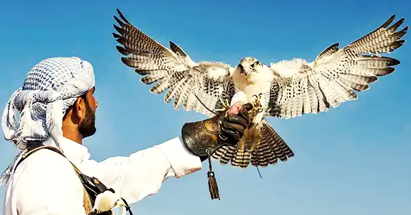 Falconry